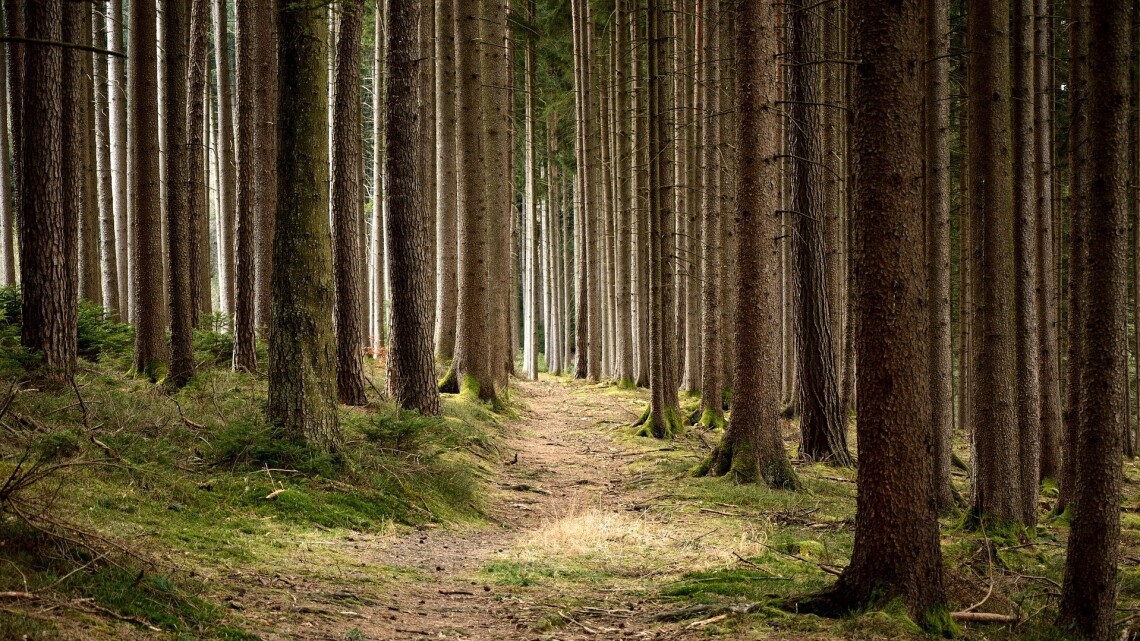 Wald im Sommer (Symbolbild)