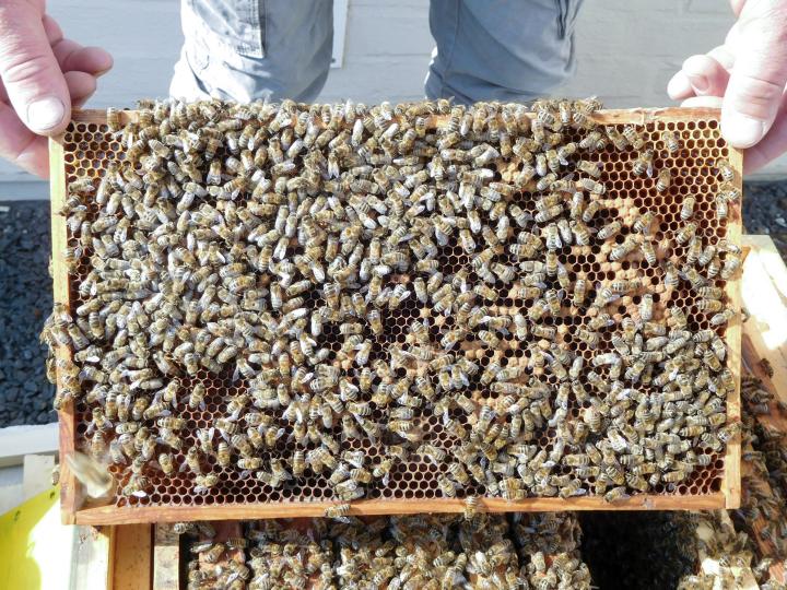 Nahaufnahme der Bienen