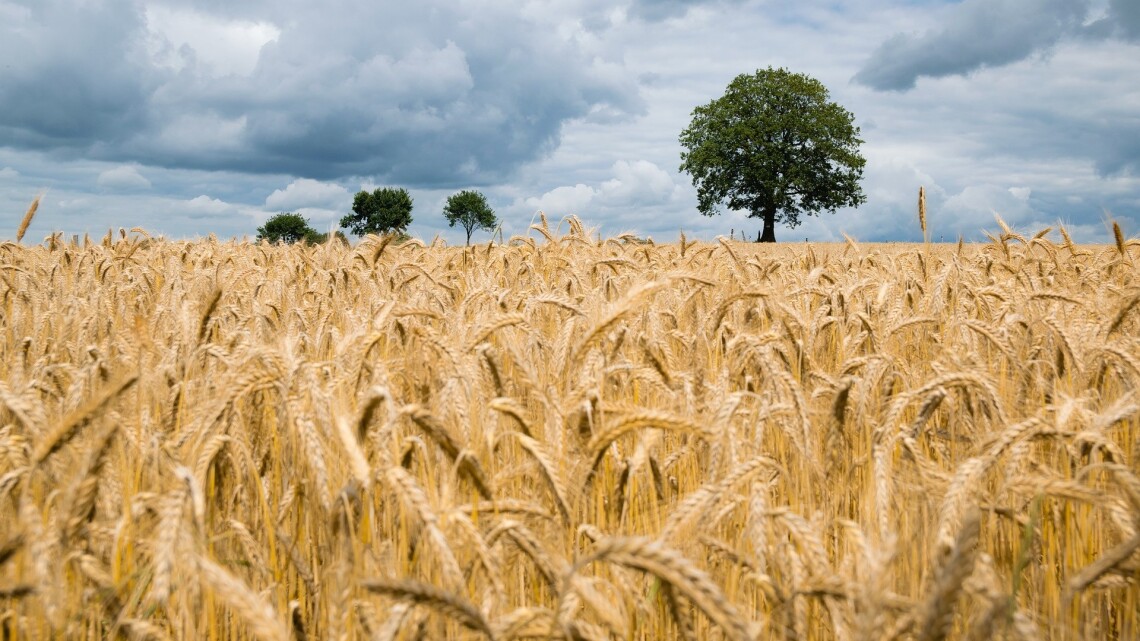 Getreidefeld in Brandenburg (Symbolbild)