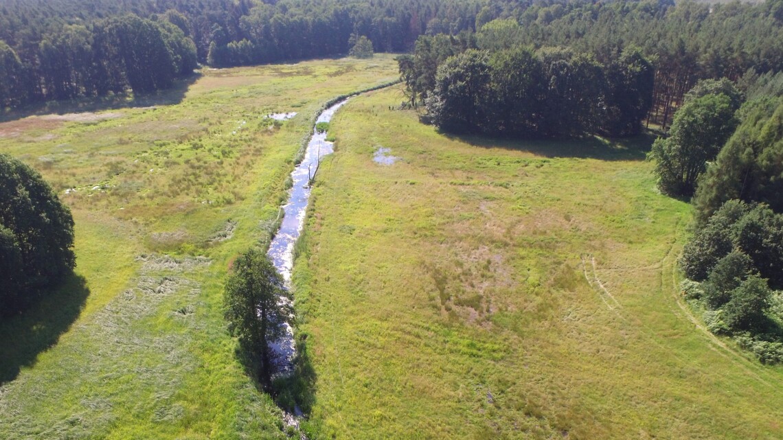 Rehwiese bei Freienhagen im Landkreis Oberhavel