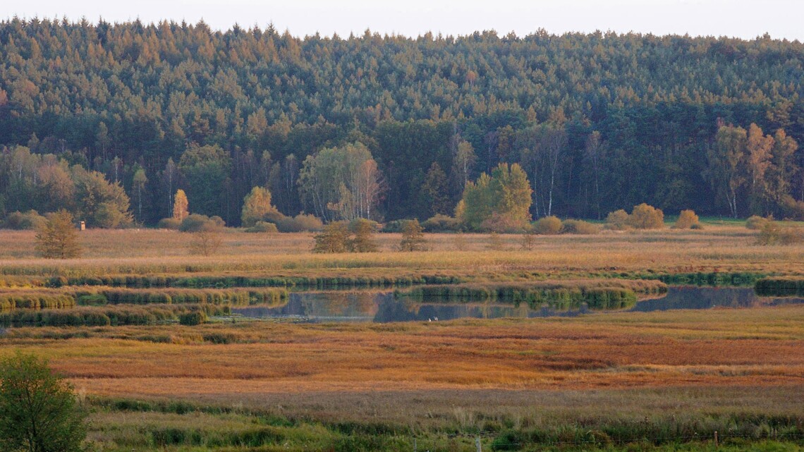 Rambower Moor bei Lenzen/Elbe in der Prignitz