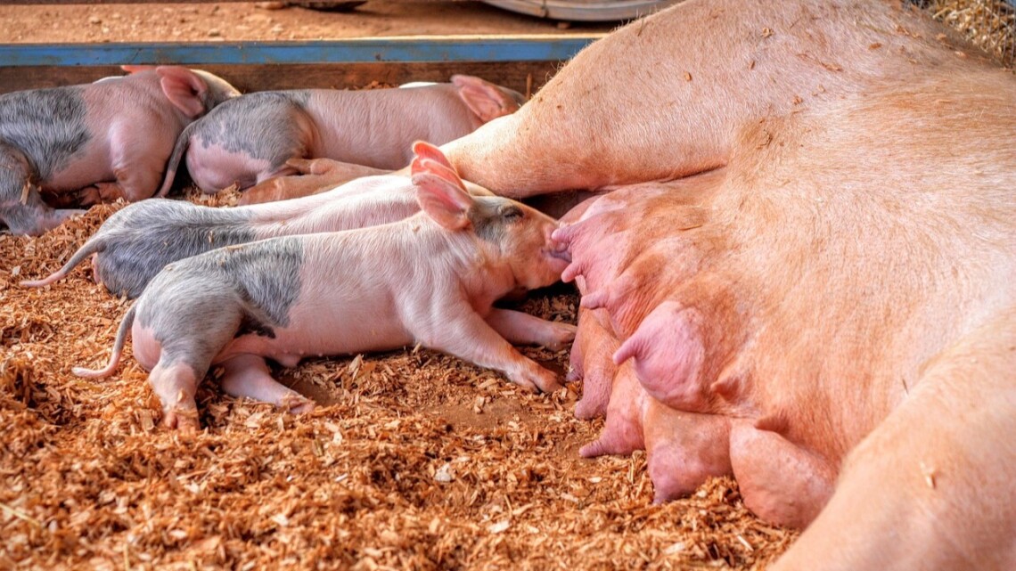 Tierzucht, Symbolbild